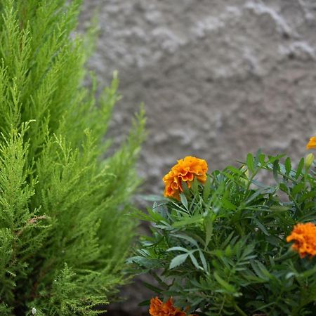 Appartamento Olive House Giannina Esterno foto