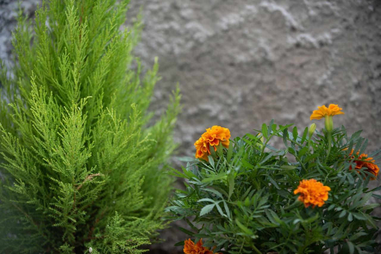 Appartamento Olive House Giannina Esterno foto
